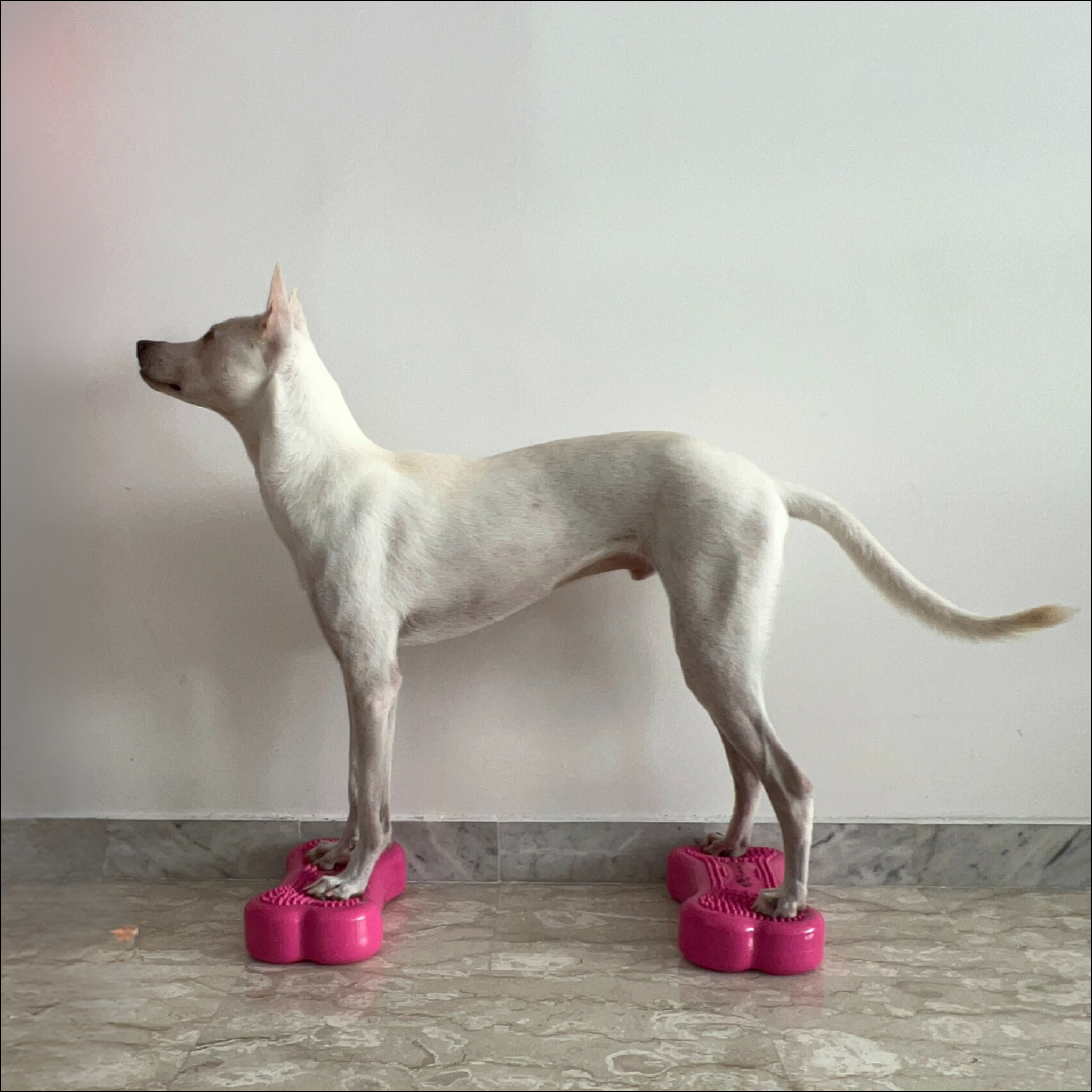 BALANCEBONE Inflatable (Mini)