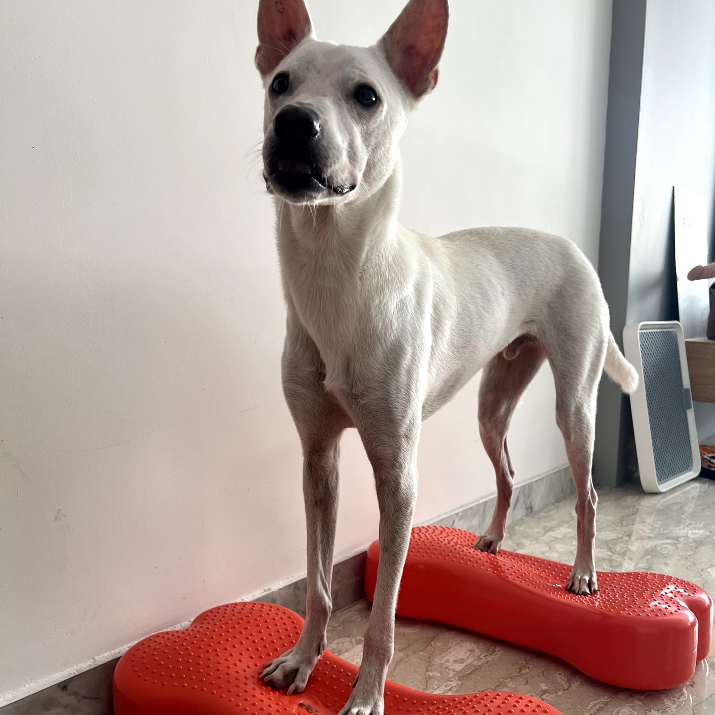 BALANCEBONE Inflatable (Regular)